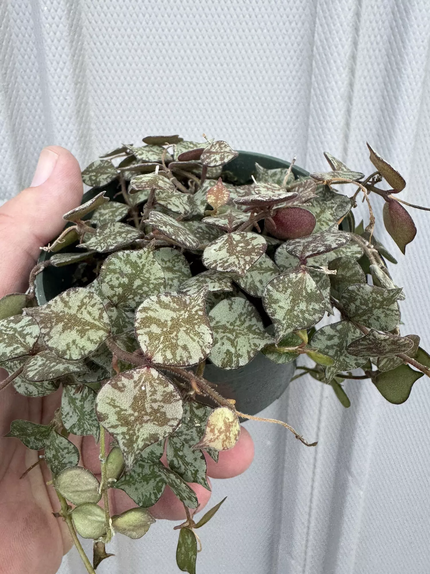 plant/Hoya curtisii-0