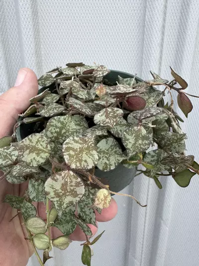 plant/Hoya curtisii-0-thumbnail