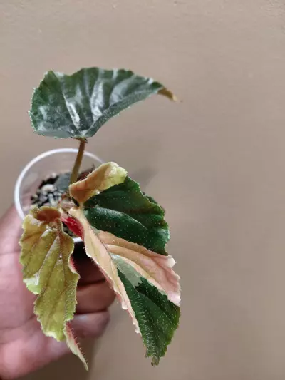 plant/Begonia Ginny Galaxy Variegated-0-thumbnail