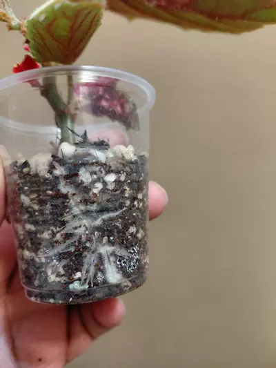 plant/Begonia Ginny Galaxy Variegated-3-thumbnail