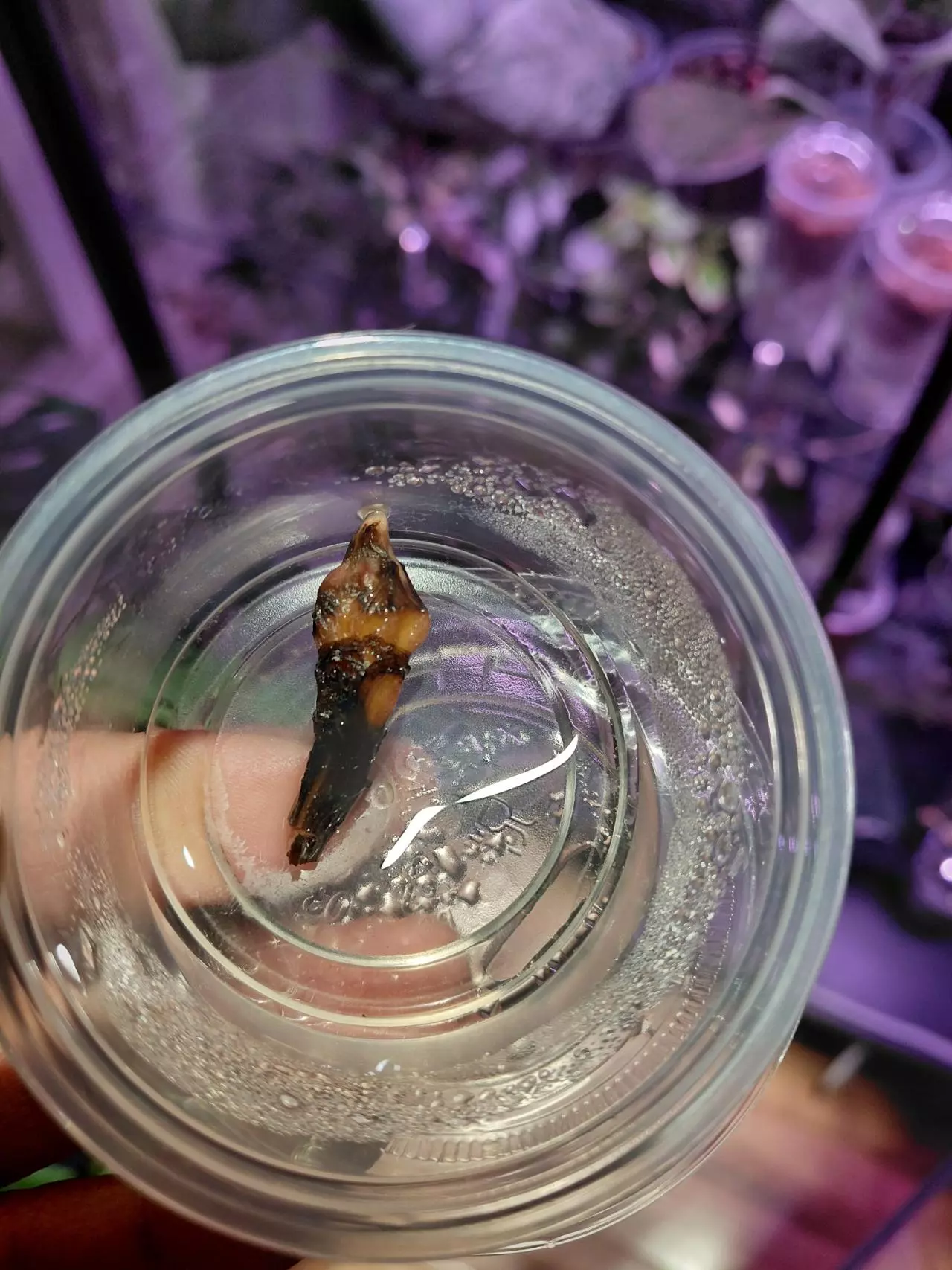 plant/Nairobi Nights Variegated Chunky Corm-0