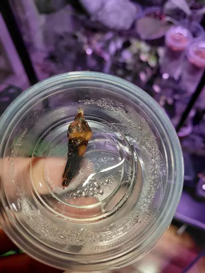 plant/Nairobi Nights Variegated Chunky Corm-0-thumbnail