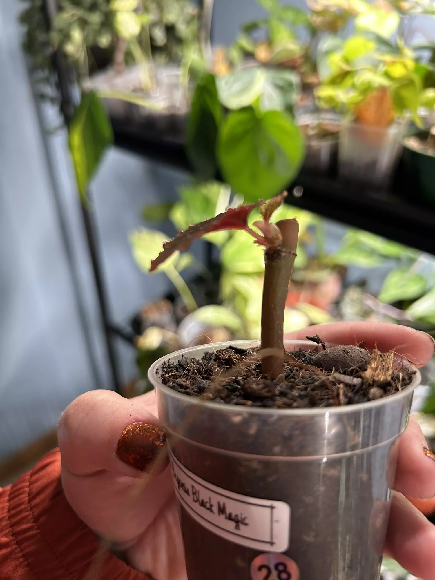 plant/Begonia black magic-1