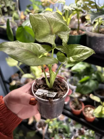 plant/Syngonium Gold Allusion-0-thumbnail