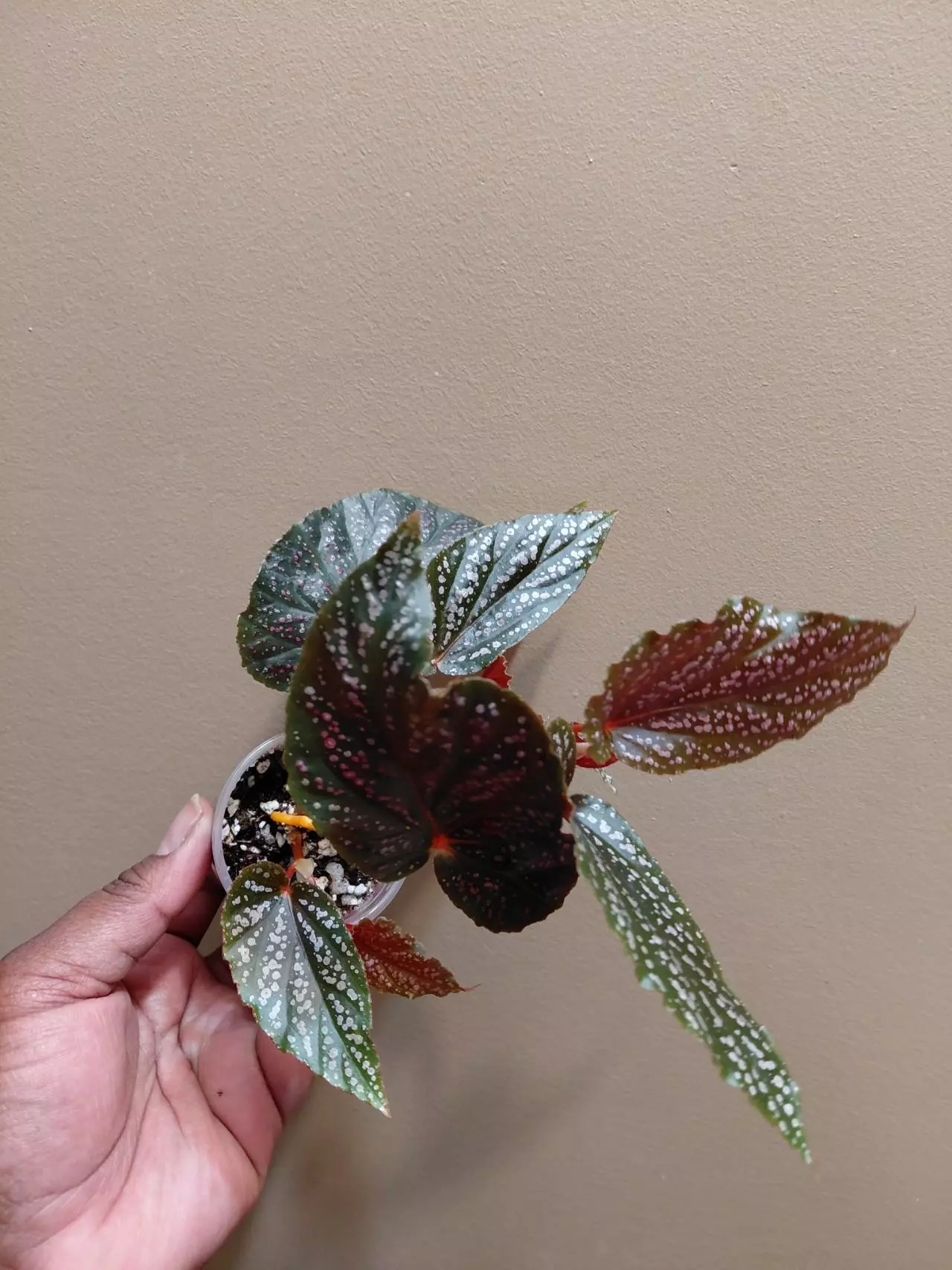 plant/Begonia Begino Pink-0