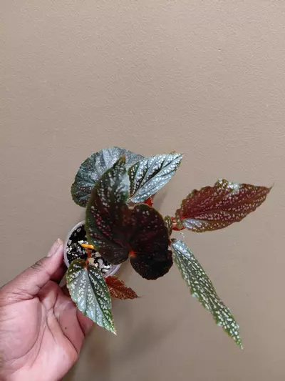 plant/Begonia Begino Pink-0-thumbnail