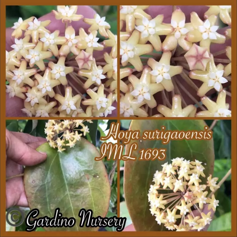 plant/Hoya surigaoensis IML 1693 EPC-897-1
