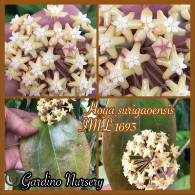 plant/Hoya surigaoensis IML 1693 EPC-897-1-thumbnail