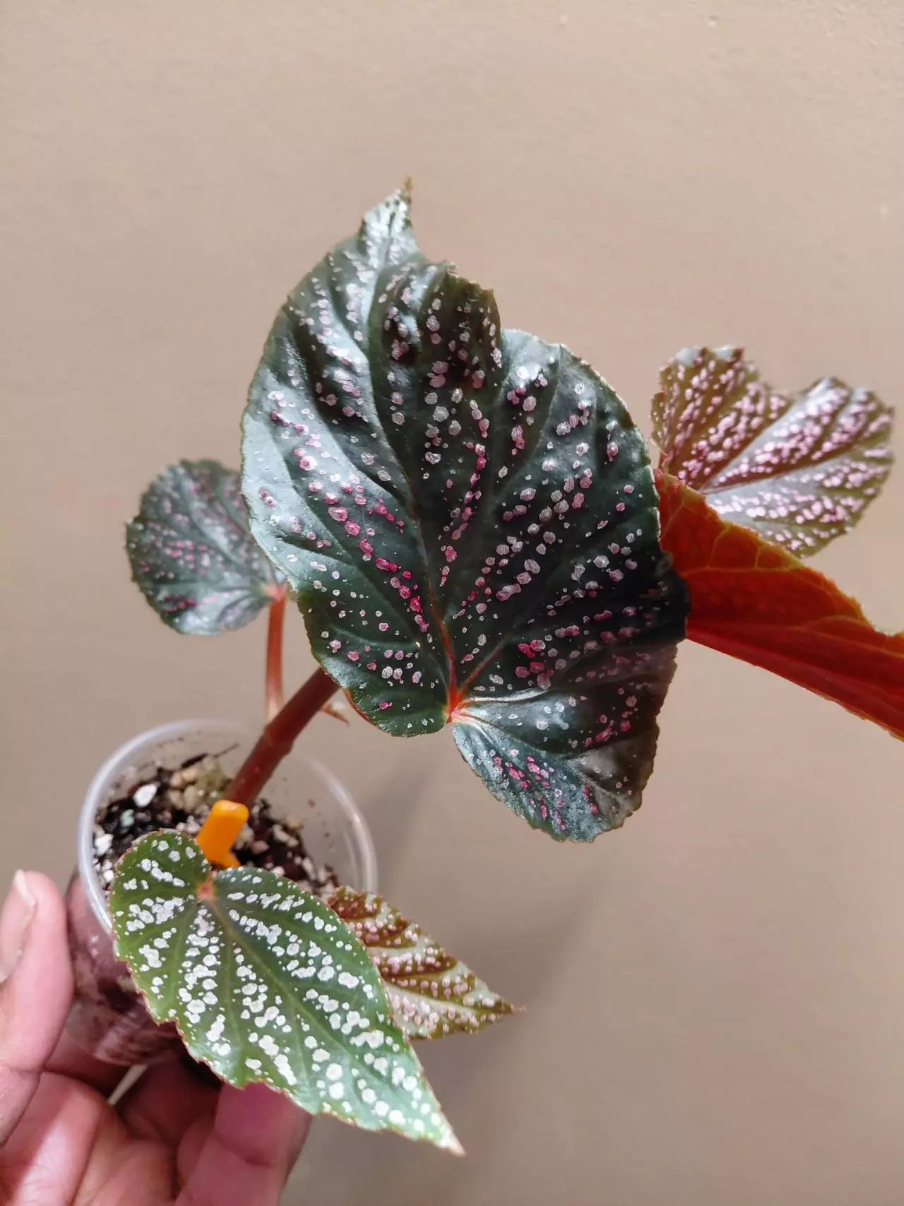 plant/Begonia Begino Pink-1