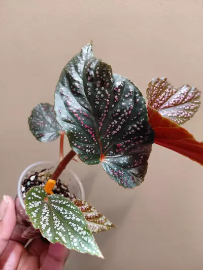 plant/Begonia Begino Pink-1-thumbnail