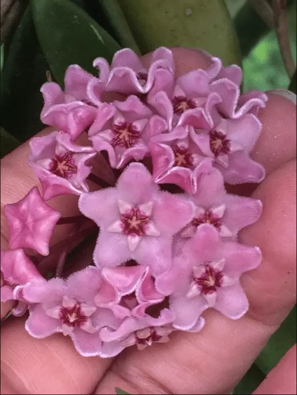 plant/Hoya ‘Minibelle’ EPC-931 (great size) classic-1