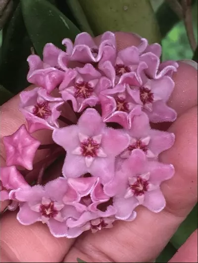plant/Hoya ‘Minibelle’ EPC-931 (great size) classic-1-thumbnail