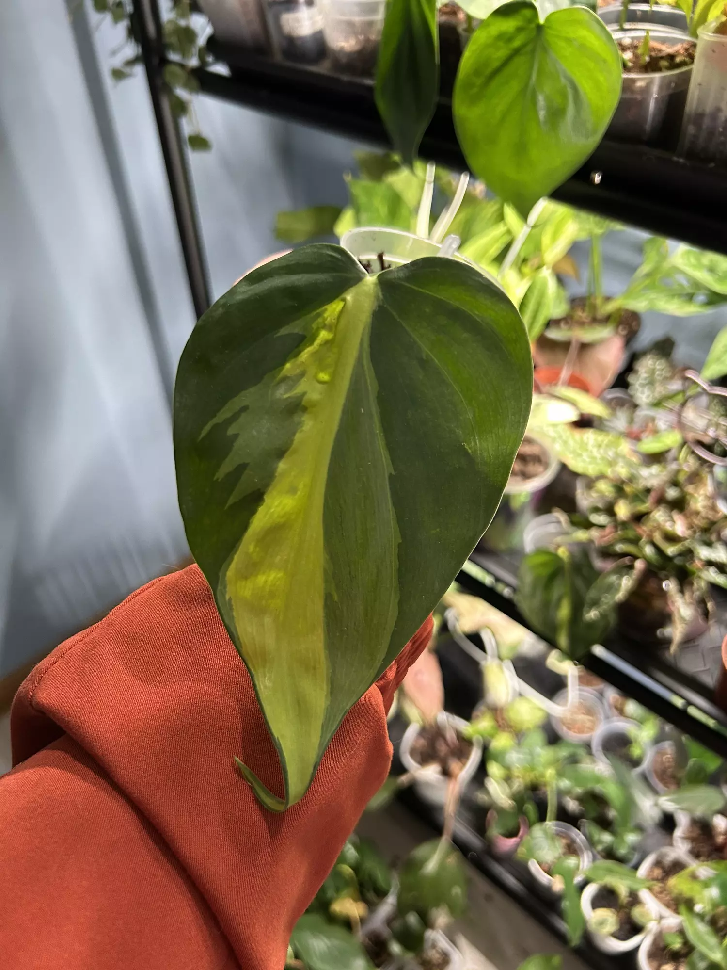 plant/Philodendron Brazil-0