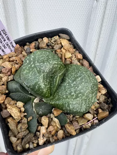 plant/Gasteria armstrongii hybrid-0-thumbnail