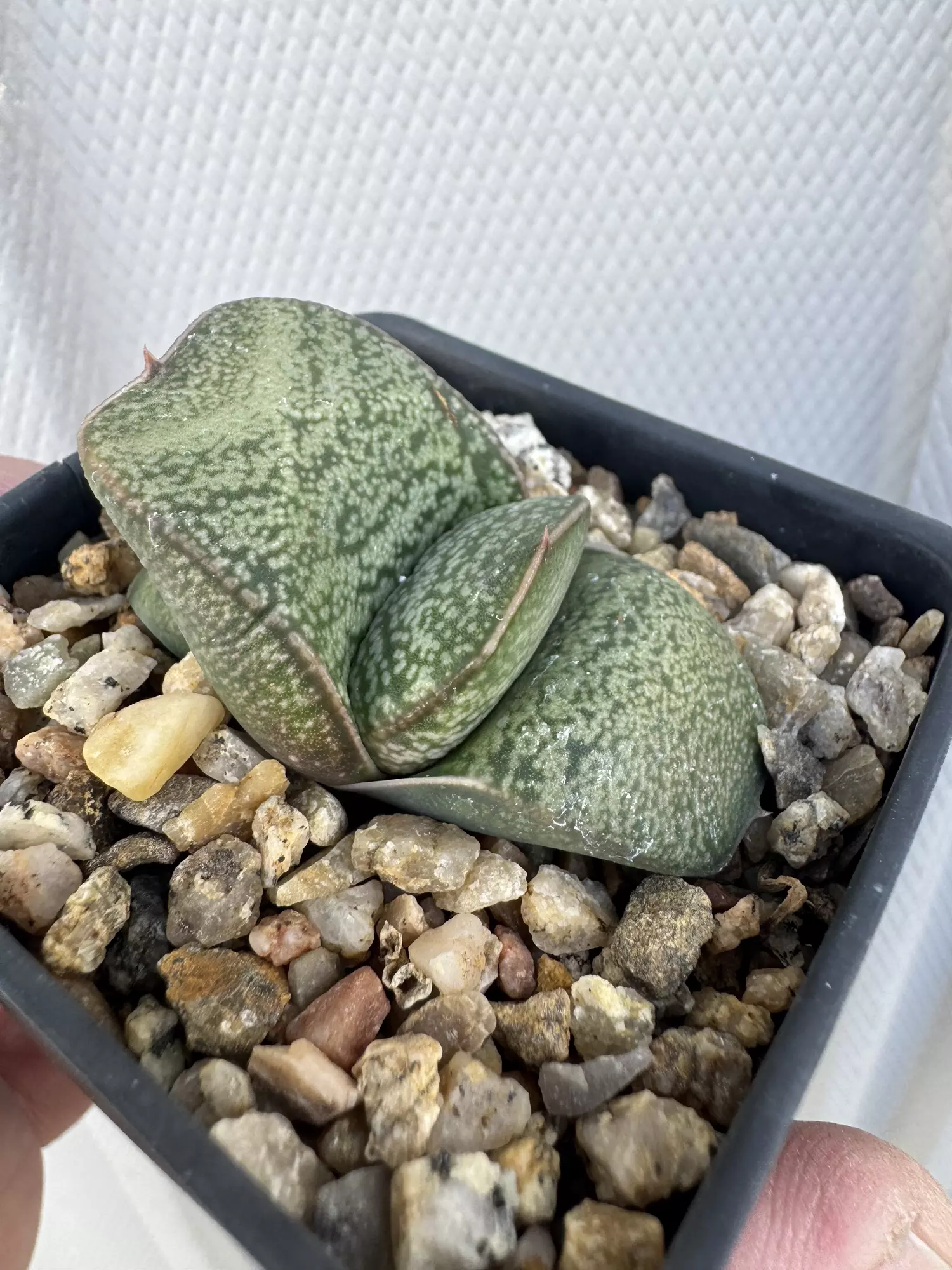 plant/Gasteria phatty select-0