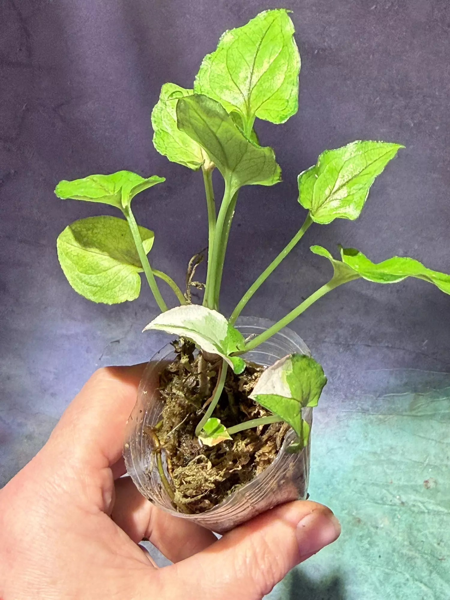 plant/Revererted white princess (orm manee) syngonium-1