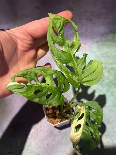 plant/Albo Adansonii monstera-1-thumbnail