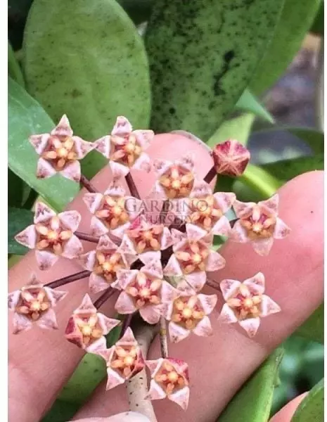plant/Hoya micrantha-1
