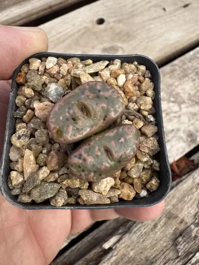 plant/Conophytum pellucidum ‘Pardicolor’-0-thumbnail