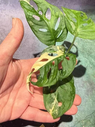 plant/Albo Adansonii monstera-2-thumbnail