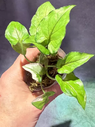 plant/Revererted white princess (orm manee) syngonium-0-thumbnail