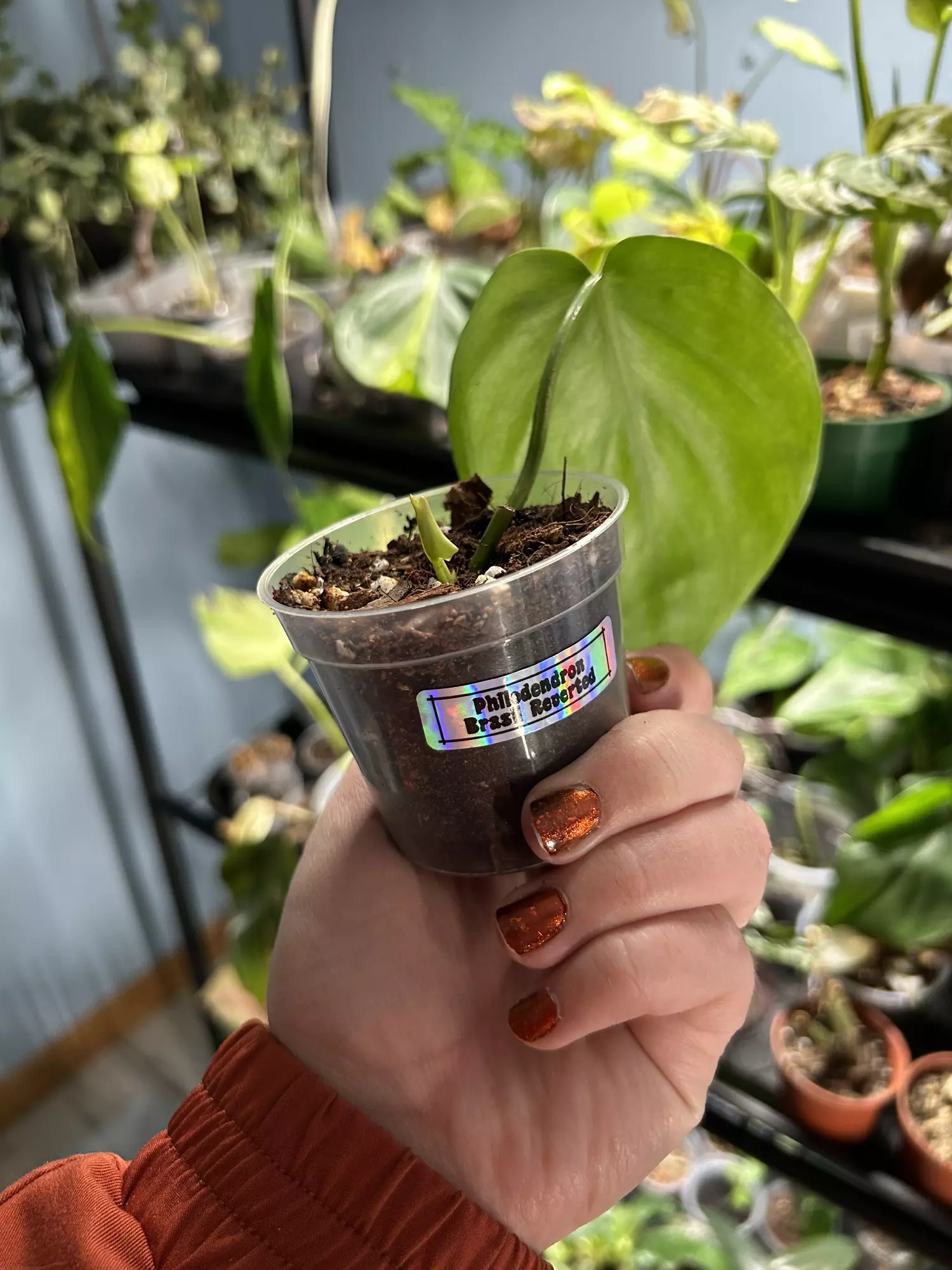 plant/Philodendron Brazil Reverted-1