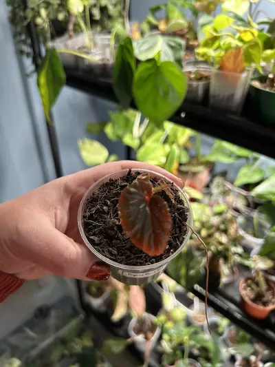 plant/Begonia black magic-0-thumbnail