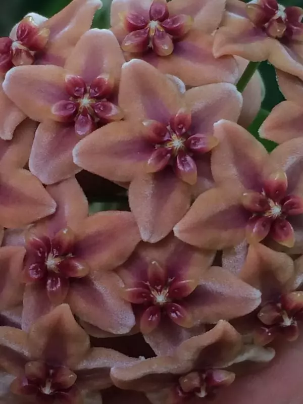 plant/Hoya globulifera IML 1710 (former H. rubida) (4″ pot)-1