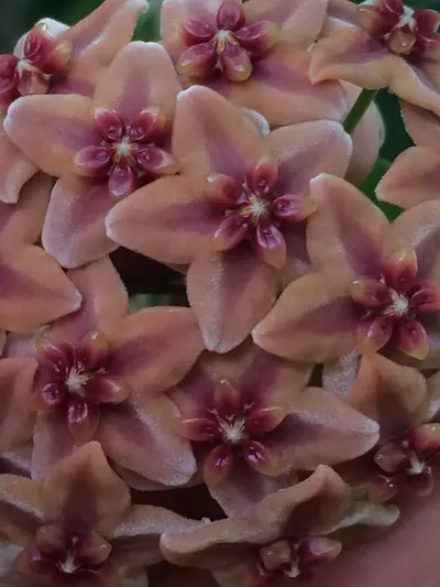 plant/Hoya globulifera IML 1710 (former H. rubida) (4″ pot)-1-thumbnail