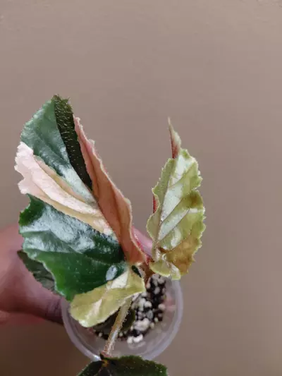 plant/Begonia Ginny Galaxy Variegated-2-thumbnail