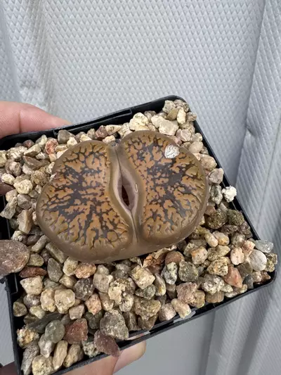 plant/Lithops aucampiae huge-0-thumbnail