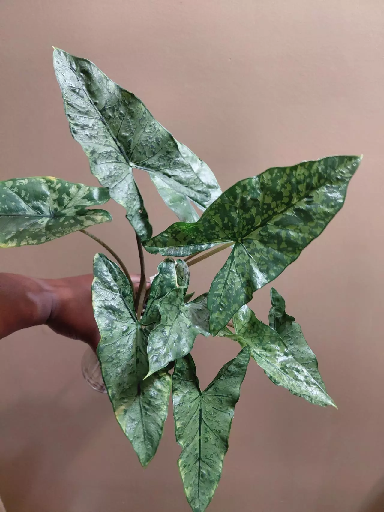 plant/Alocasia Shattered Glass Corm (You are getting 1 corm)-1