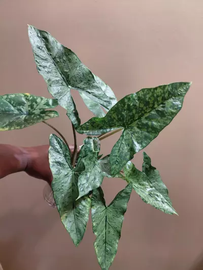 plant/Alocasia Shattered Glass Corm (You are getting 1 corm)-1-thumbnail