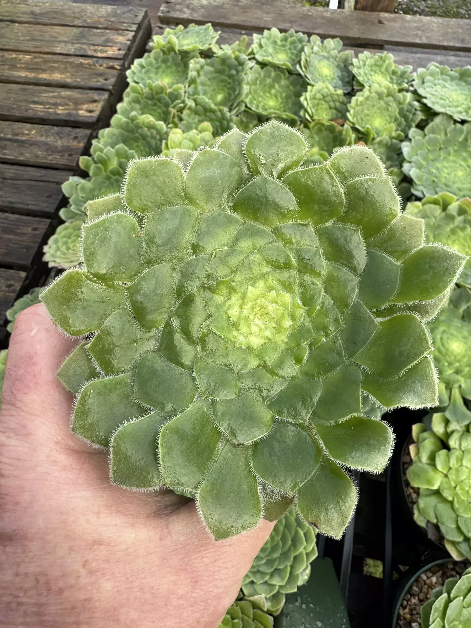 plant/Aeonium tabuliforme 4”-0