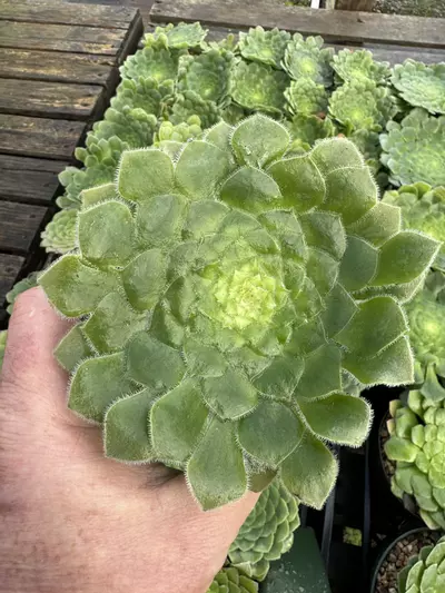 plant/Aeonium tabuliforme 4”-0-thumbnail