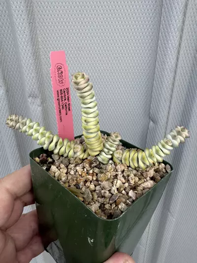 plant/Crassula ‘Fantasy’ sm. -0-thumbnail