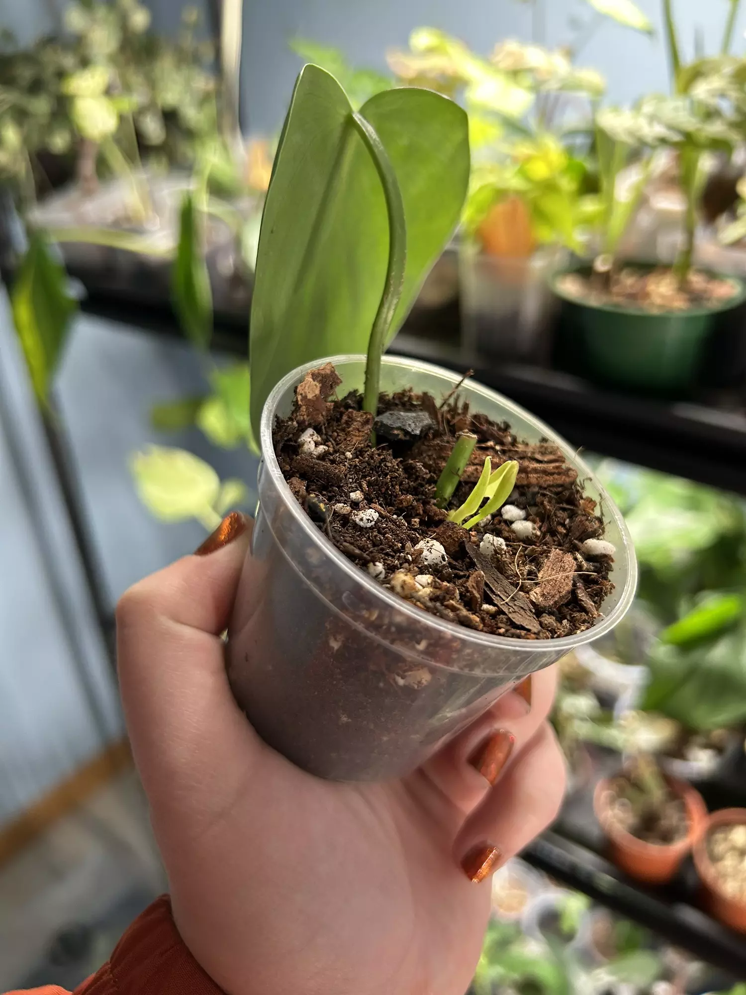 plant/Philodendron Brazil Reverted-2