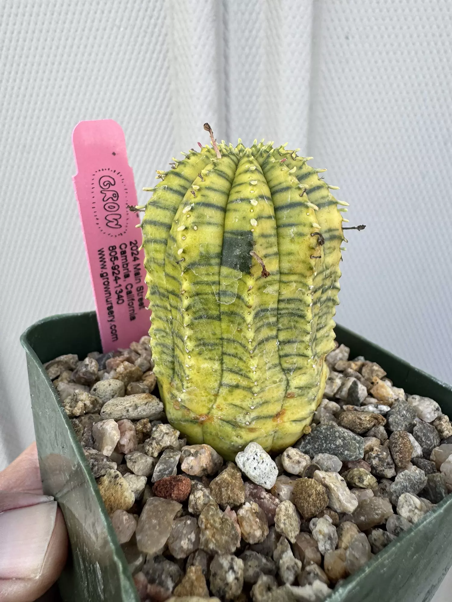 plant/Euphorbia obesa hybrid variegata-0