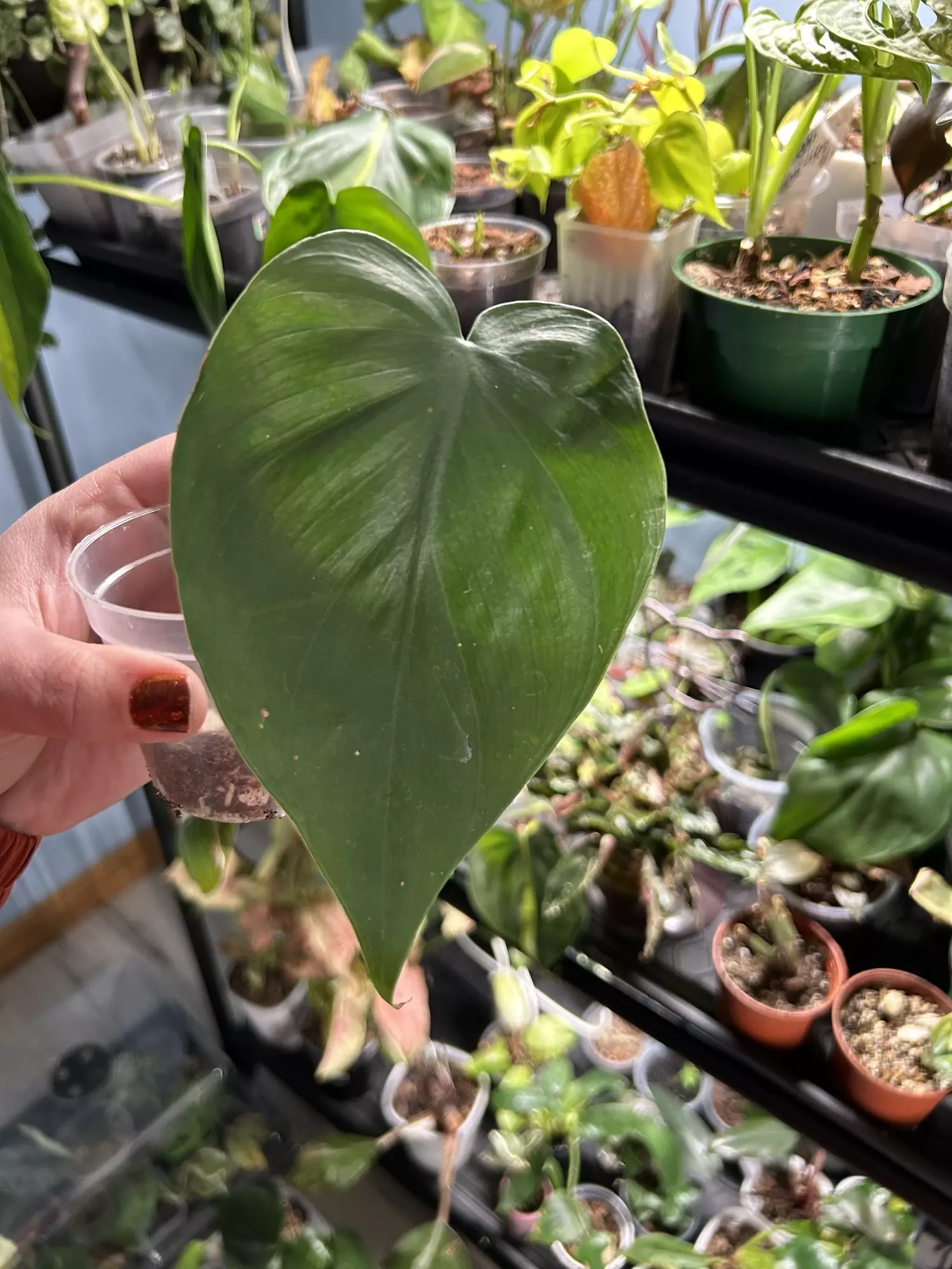 plant/Philodendron Brazil Reverted-0