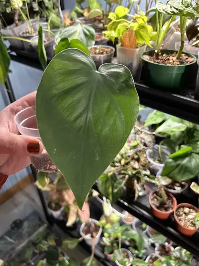 plant/Philodendron Brazil Reverted-0-thumbnail