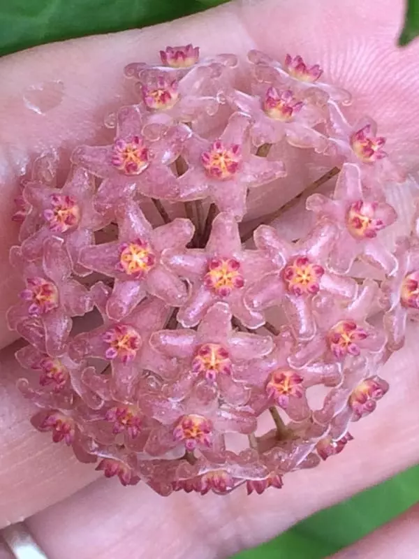 plant/Hoya camphorifolia-1