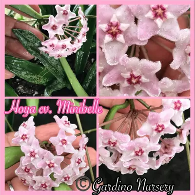 plant/Hoya ‘Minibelle’ EPC-931 (great size) classic-2-thumbnail