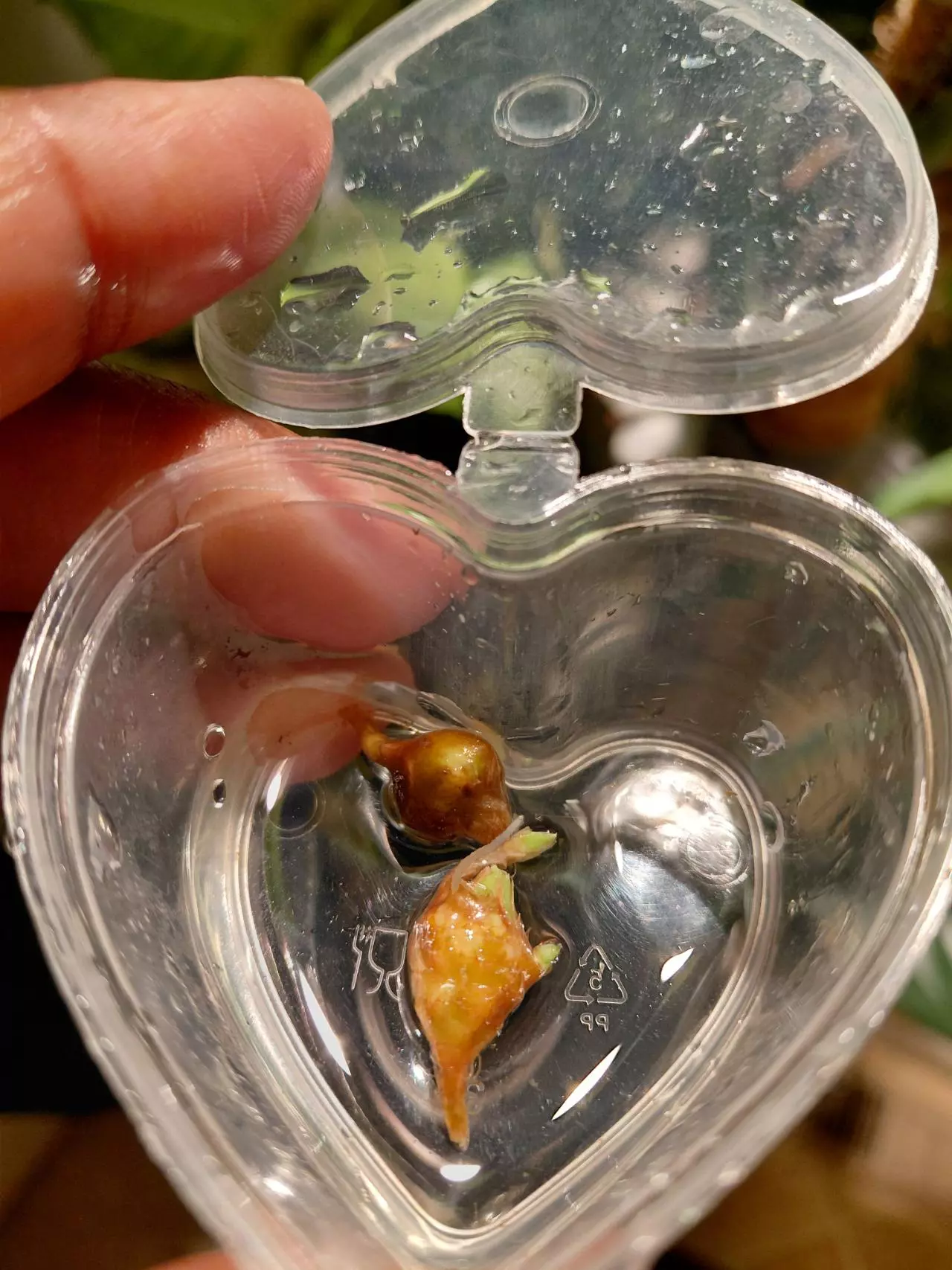 plant/Alocasia Aurea Sinuata Corm (You are purchasing 1 corm)-0