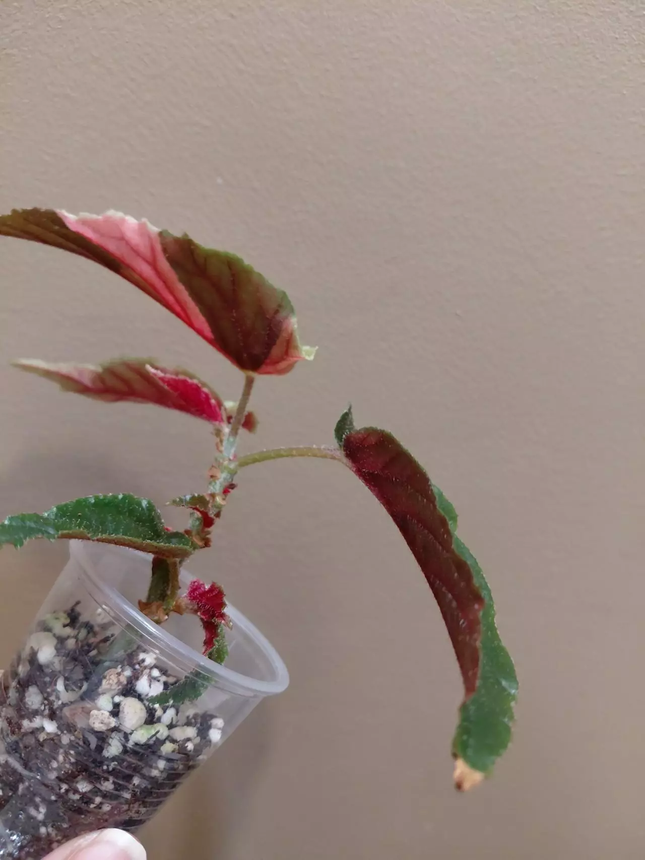 plant/Begonia Ginny Galaxy Variegated-1