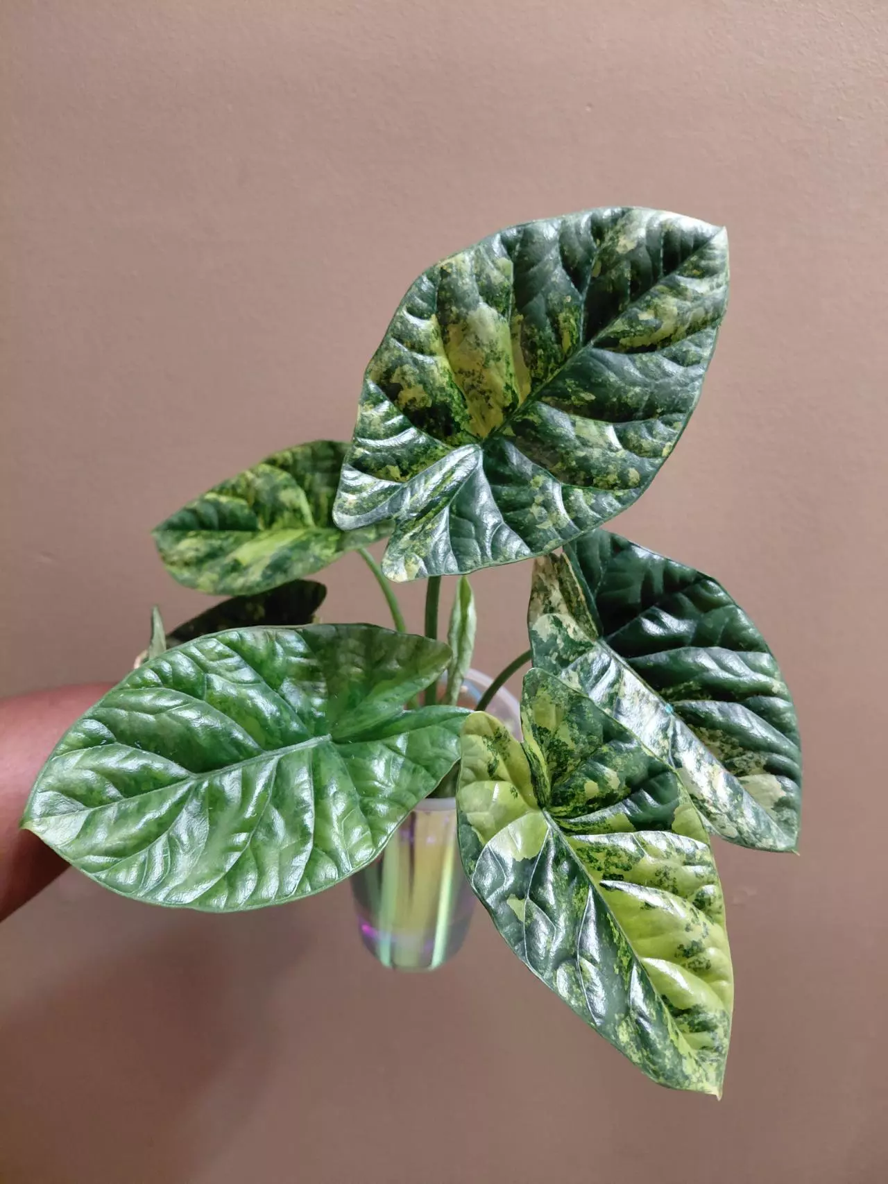 plant/Alocasia Aurea Sinuata Corm (You are purchasing 1 corm)-1