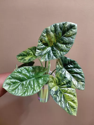 plant/Alocasia Aurea Sinuata Corm (You are purchasing 1 corm)-1-thumbnail