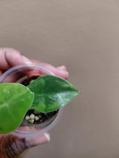 plant/Alocasia Longiloba Green on Green Pup-0-thumbnail