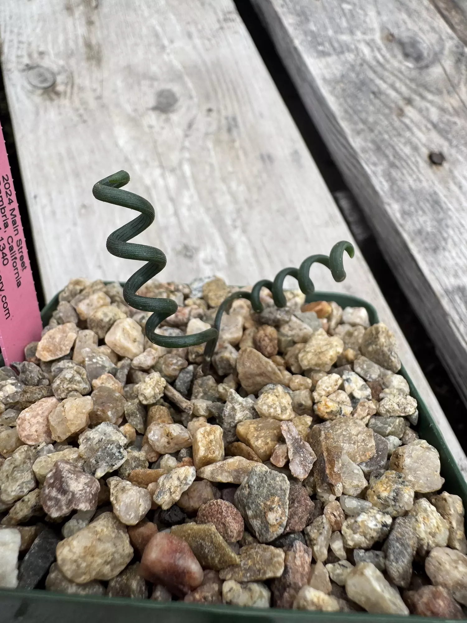 plant/Abuca bruce bayeri-0