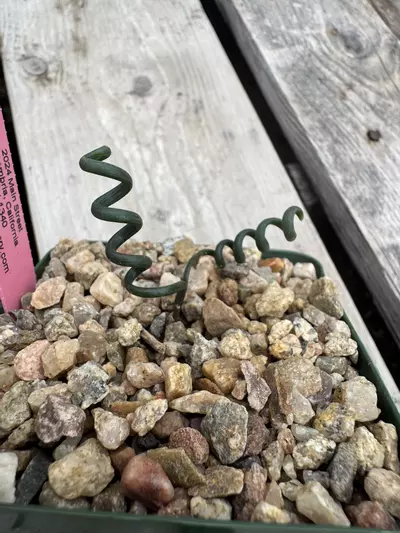 plant/Abuca bruce bayeri-0-thumbnail