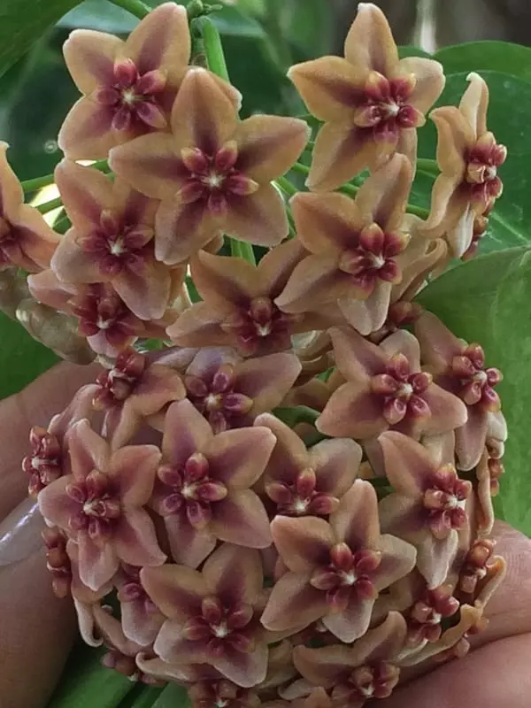 plant/Hoya globulifera IML 1710 (former H. rubida) (4″ pot)-2